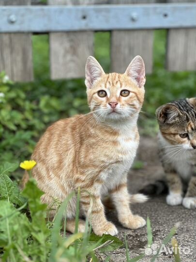 Котята ищут свою семью