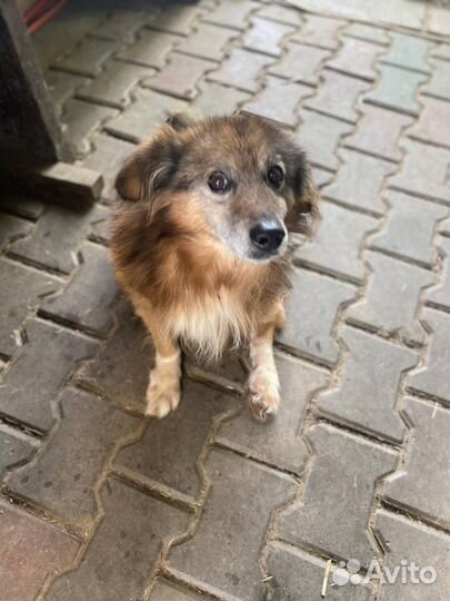 Собака в добрые руки