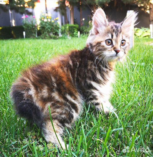 Кошечка курбобик