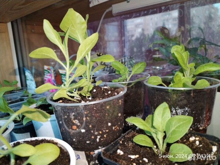 Петуния, колеус рассада