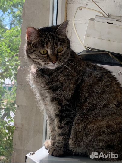 Кошечка ищет дом