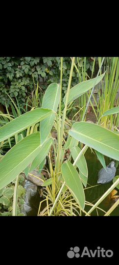 Растения для пруда