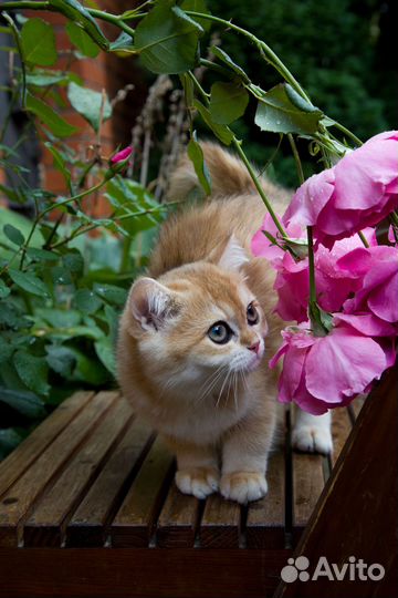 Котенок золотая шиншилла