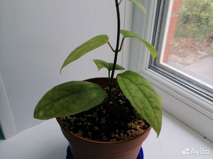 Клеродендрум Томпсона