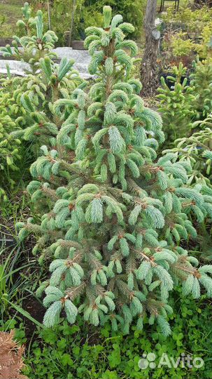 Ель Энгельмана (glauca)