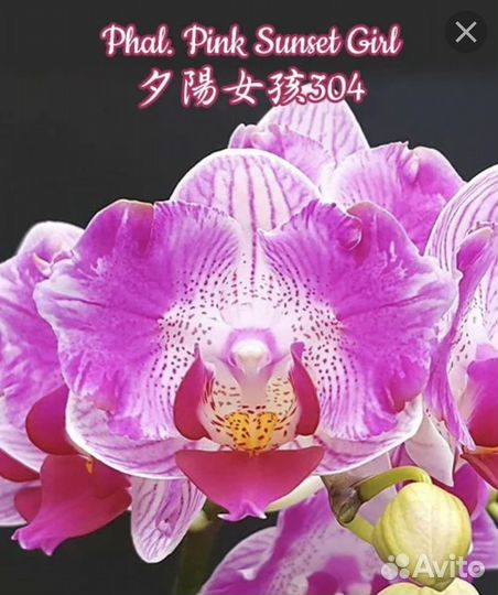 Орхидея бабочка Pink sunset girl