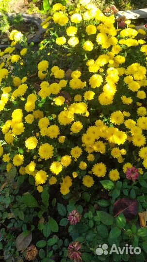 Многолетники