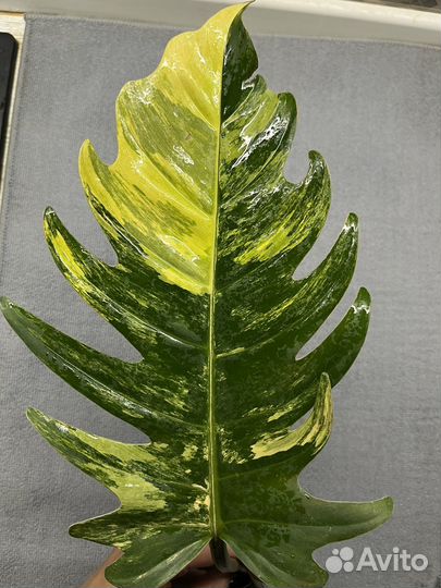 Филодендрон карамель марбл вариегатный