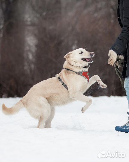 Влюбляйтесь - Белочка ищет дом
