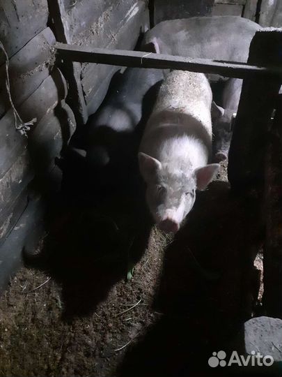 Мясо свинина