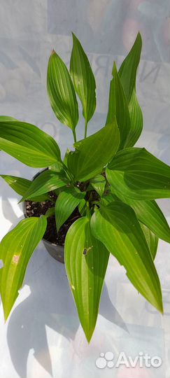 Уличные растения