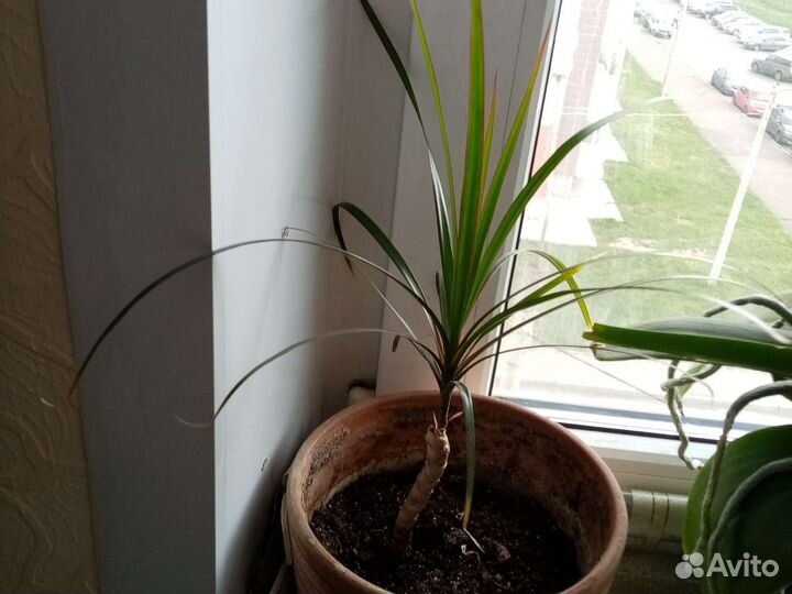 Кордилина драцена