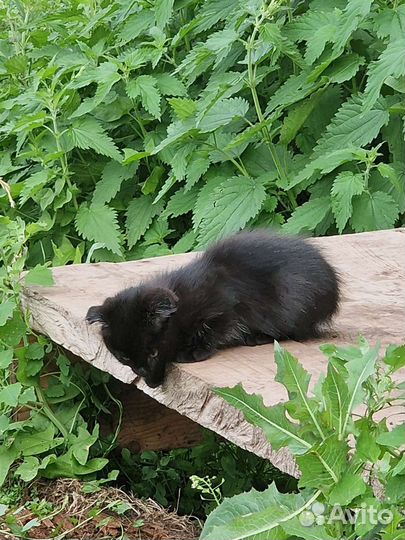 Котята в добрые руки мальчики