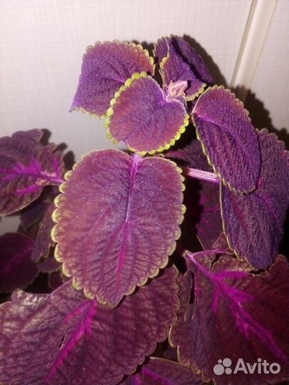 Колеусы, крапивка