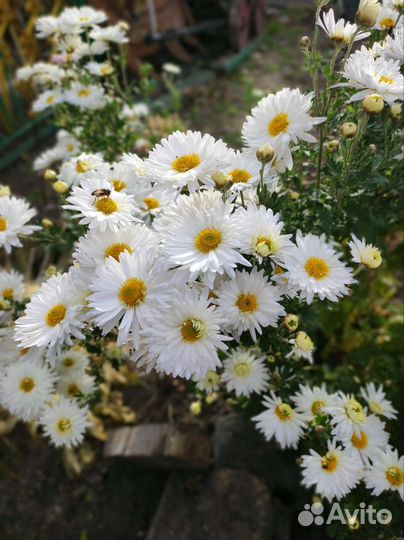 Хризантема