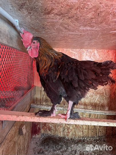 Молодые петухи