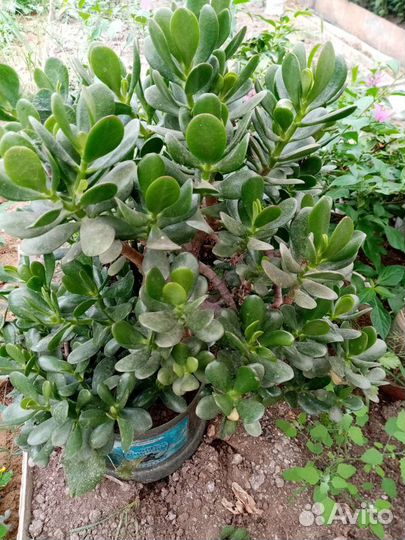 Денежное дерево