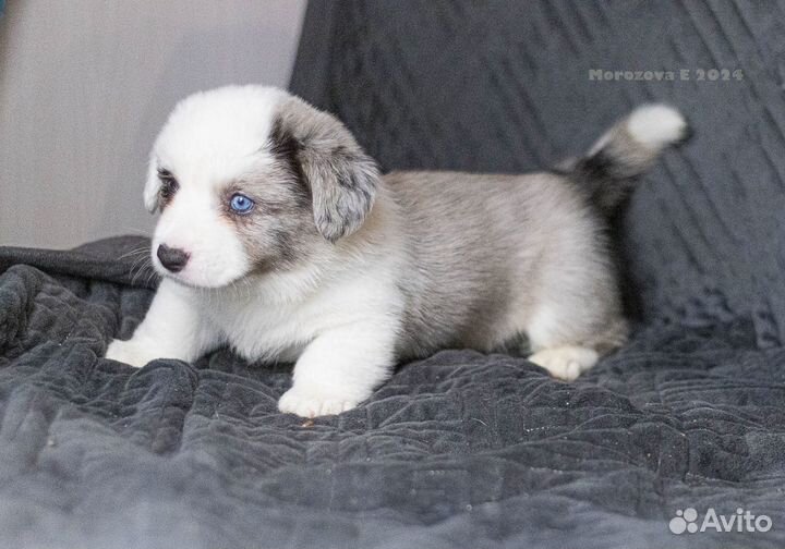 Корги голубоглазые мраморные