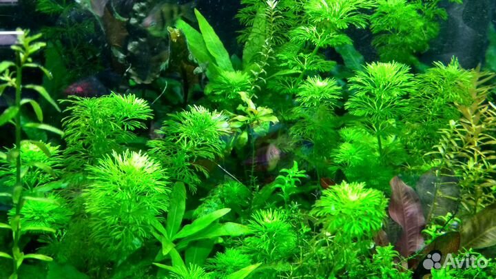 Аквариумные растения