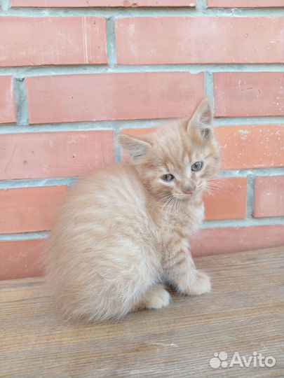 Курильский бобтейл, 2 мальчика