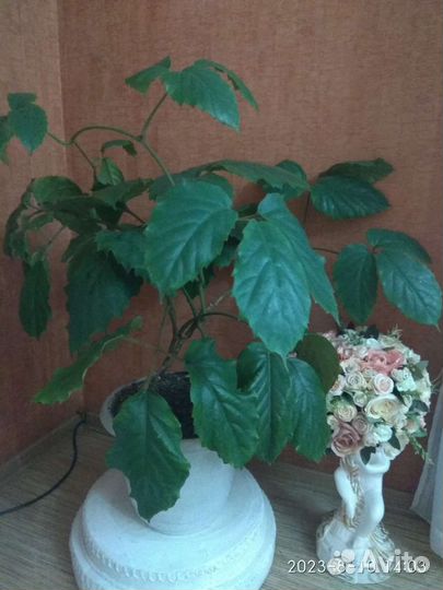 Тетрастигма Вуанье