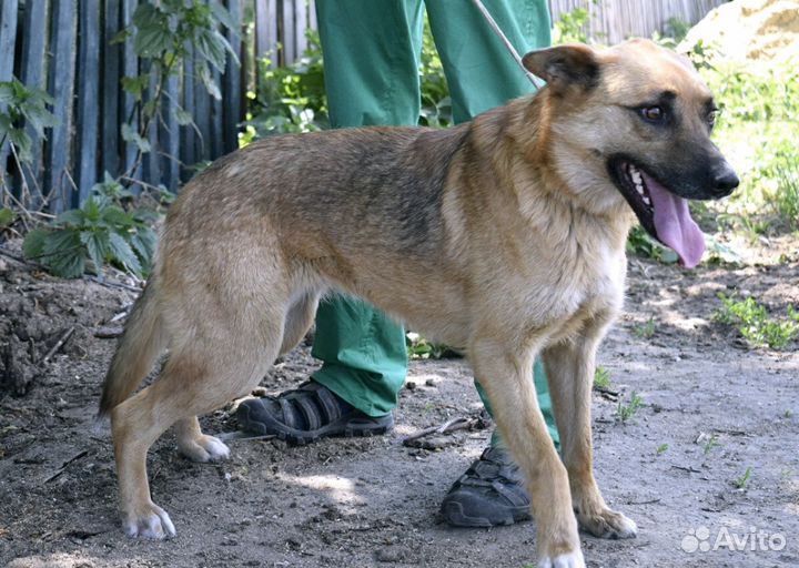 Гретта в поиске дома