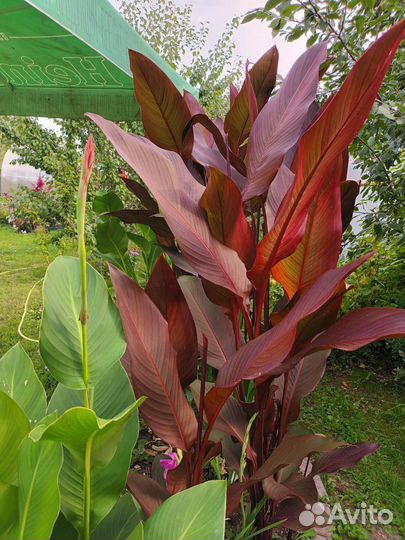 Клубни Канны