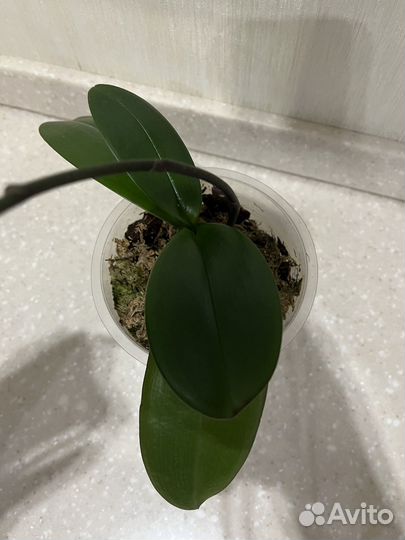 Фаленопсис Фронтера