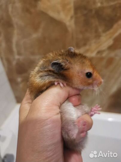 Клетка для хомяка, сирийский хомяк