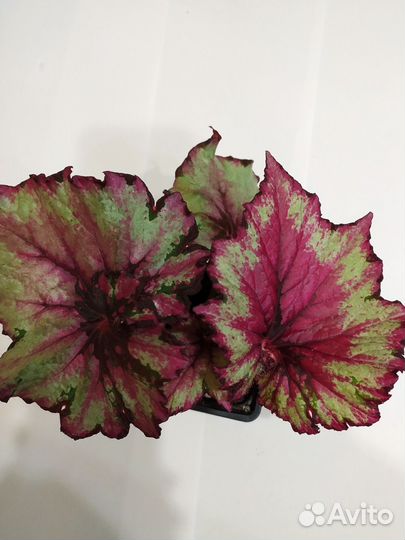 Декоративная бегония