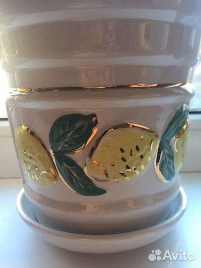 Композиция из живых растений в керамическом горшке