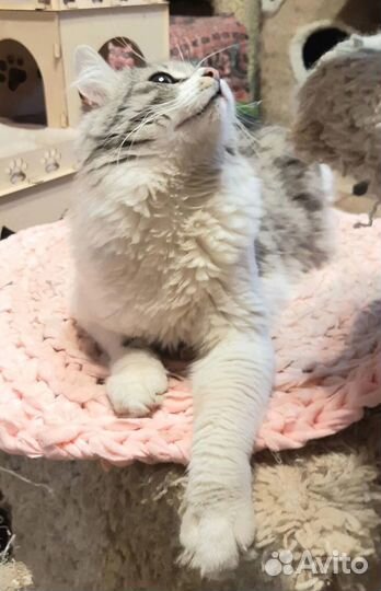 Котик Матис