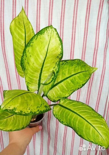 Диффенбахия Рудольф Роерс