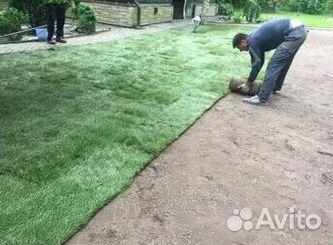 Укладка Рулонного газона