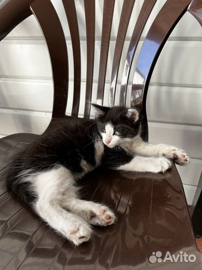 Котенок мальчик