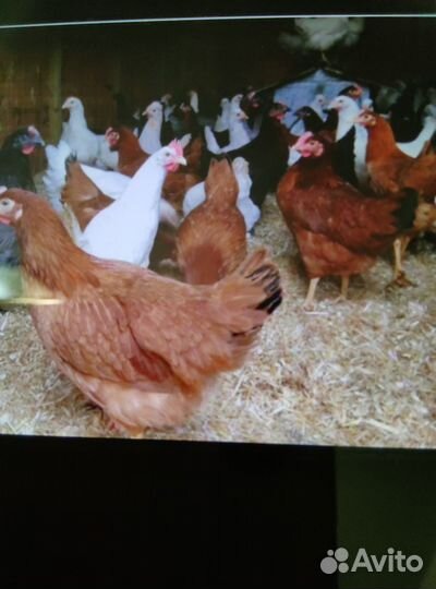 Куры молодки