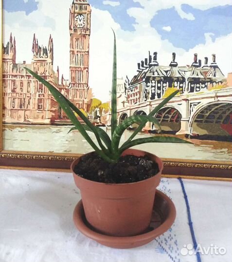 Сансевиерия