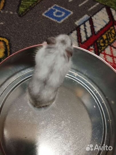 Джунгарский хомяк