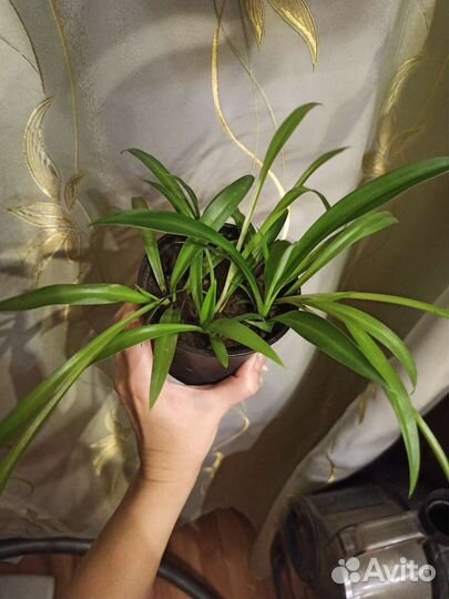 Хлорофитум