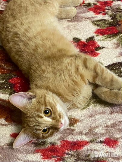 Котенок - подросток в добрые руки