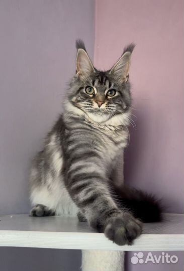 Мейн Кун девочка