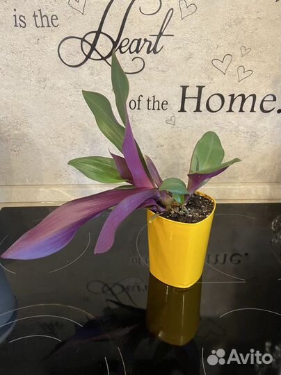 Комнатные цветы, разные