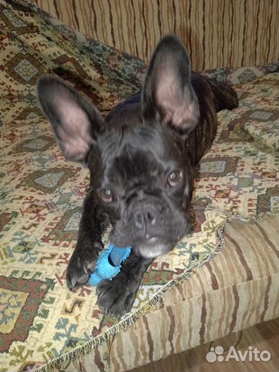 Французский бульдог