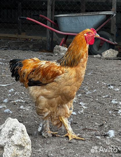 Петухи Кохинхин, Брама молодые