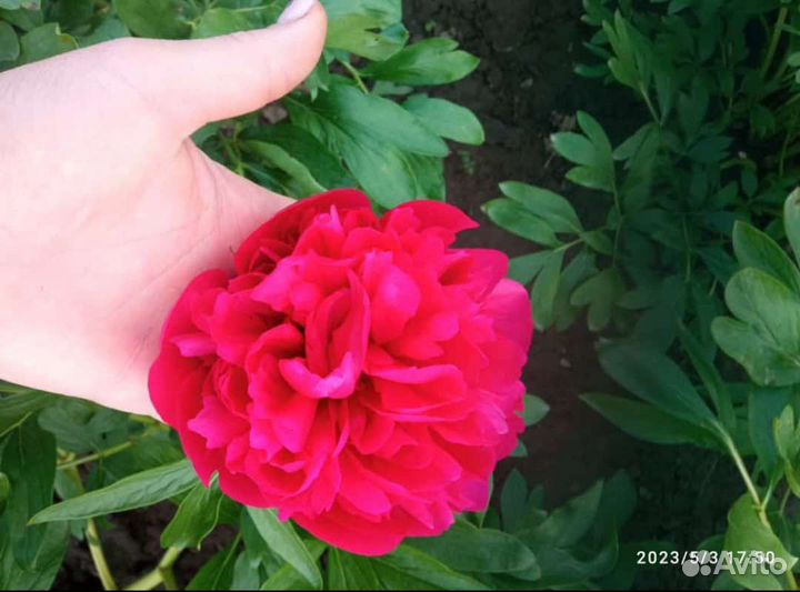 Оптом корни пионов