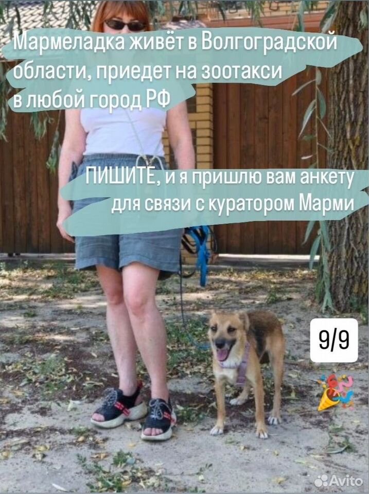 Взрослая собака в добрые руки, Волгоград