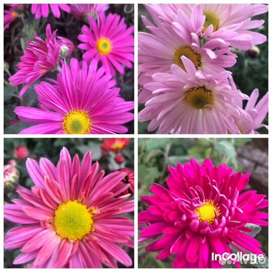 Хризантемы многолетние Большой выбор