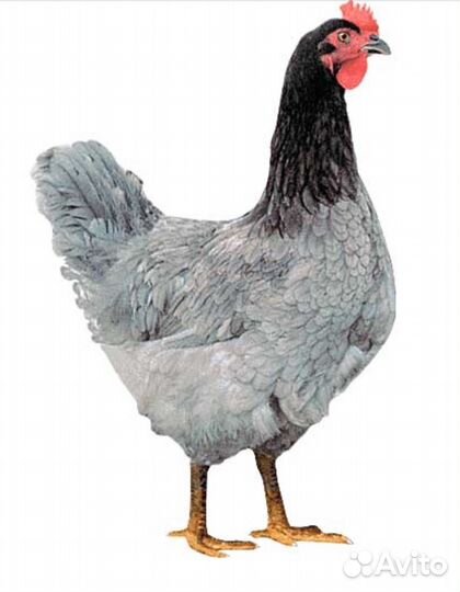 Цыплята Доминант Голубой 107