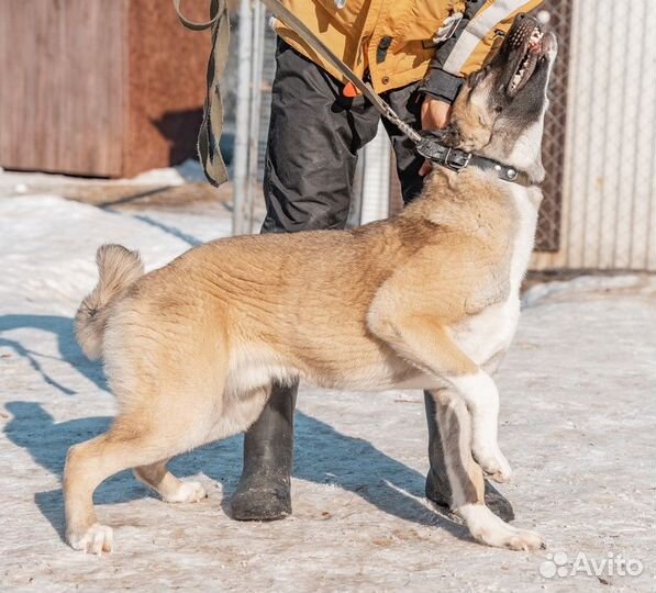 Очень красивый мальчик в добрые руки