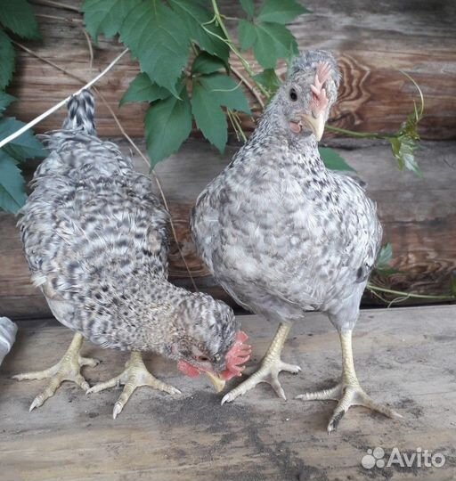 Петушки легбар и маран